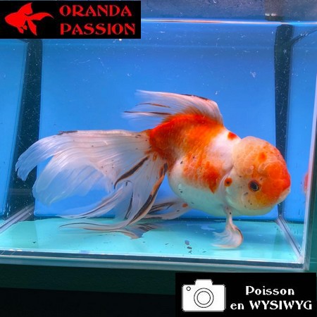 VOILE DE CHINE ORANDA 20-25 CM WYSIWYG ROUGE ET BLANC 20