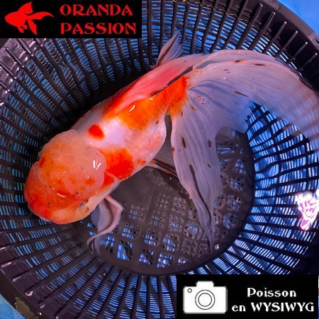 VOILE DE CHINE ORANDA 20-25 CM WYSIWYG ROUGE ET BLANC 20BIS