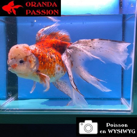 VOILE DE CHINE ORANDA 20-25 CM WYSIWYG CALICO 13