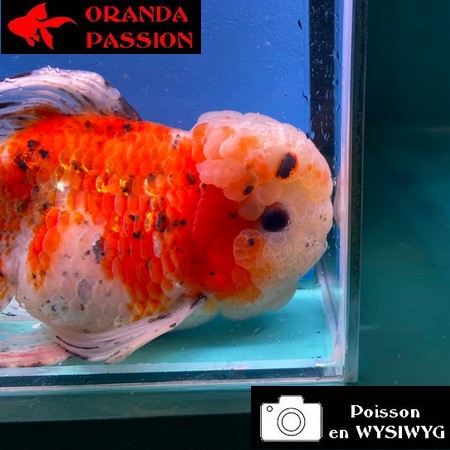 VOILE DE CHINE ORANDA 20-25 CM WYSIWYG CALICO BLANC 18BISBIS