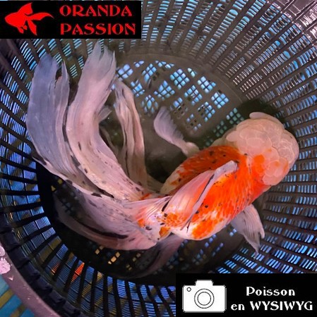 VOILE DE CHINE ORANDA 20-25 CM WYSIWYG CALICO BLANC 18BIS