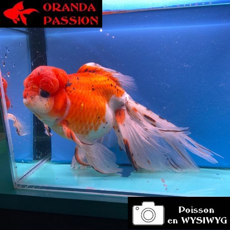 VOILE DE CHINE ORANDA 20-25 CM WYSIWYG CALICO ROUGE 19
