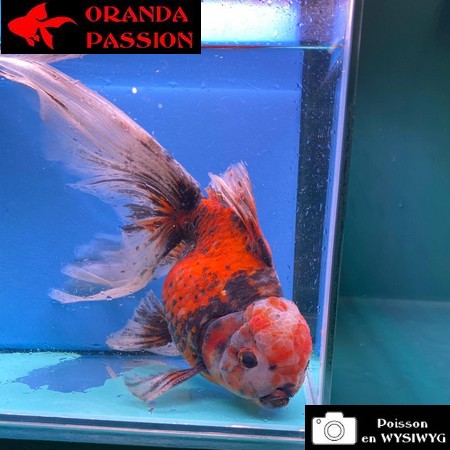 VOILE DE CHINE ORANDA 20-25 CM WYSIWYG GOSHIKI 17