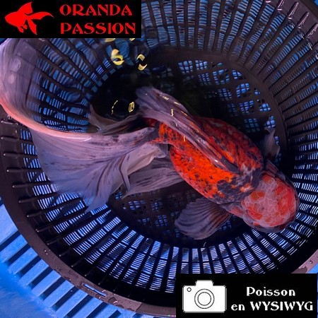 VOILE DE CHINE ORANDA 20-25 CM WYSIWYG GOSHIKI 17BIS
