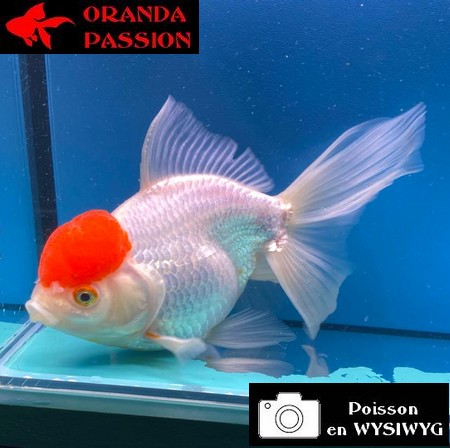 VOILE DE CHINE ORANDA 16-20 CM WYSIWYG RED CAP 14
