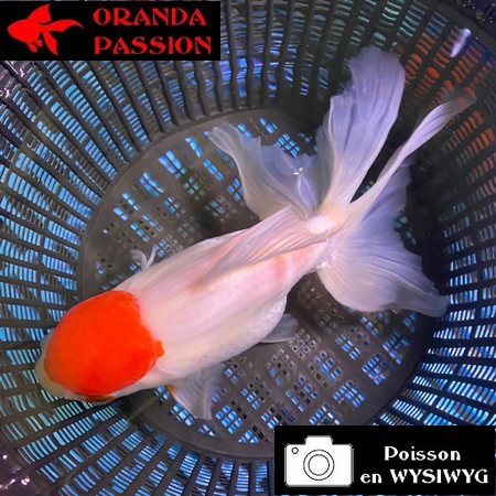 VOILE DE CHINE ORANDA 16-20 CM WYSIWYG RED CAP 14BIS