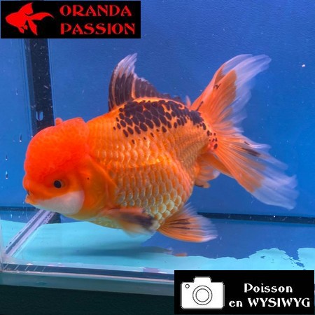 VOILE DE CHINE ORANDA 16-20 CM WYSIWYG ROUGE ET NOIR  16