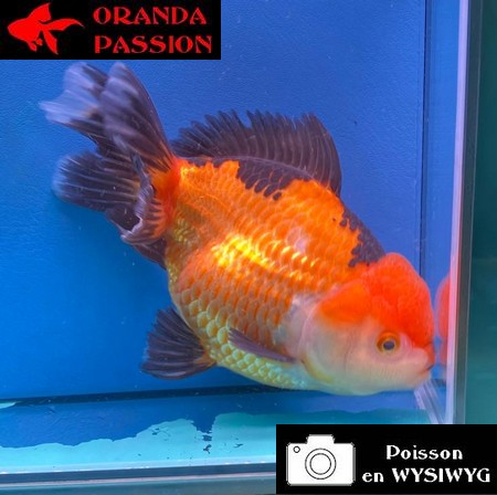 VOILE DE CHINE THAI ORANDA 16-20 CM WYSIWYG ROUGE ET NOIR  15