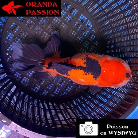 VOILE DE CHINE THAI ORANDA 16-20 CM WYSIWYG ROUGE ET NOIR  15BIS