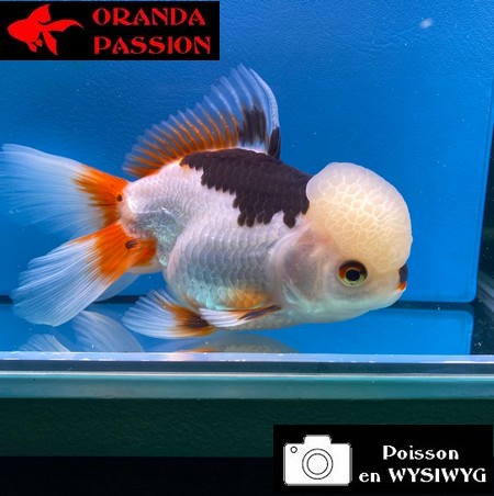 VOILE DE CHINE ORANDA 14-16 cm WYSIWYG TRICOLORE 01
