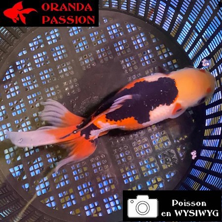 VOILE DE CHINE ORANDA 14-16 cm WYSIWYG TRICOLORE 02