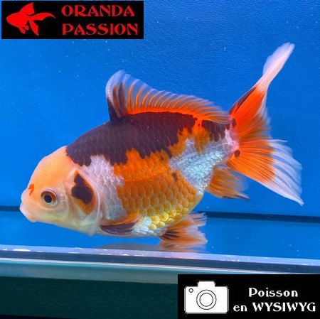 VOILE DE CHINE ORANDA 14-16 cm WYSIWYG TRICOLORE 02BIS