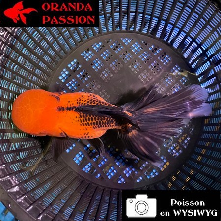 VOILE DE CHINE ORANDA 14-16 cm WYSIWYG ROUGE ET NOIR  03BIS