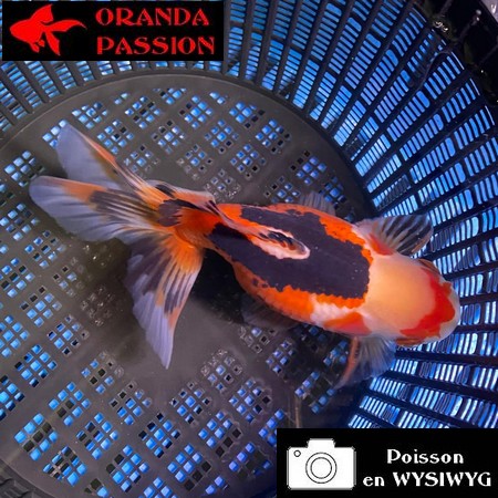VOILE DE CHINE ORANDA 14-16 cm WYSIWYG TRICOLORE 04BIS