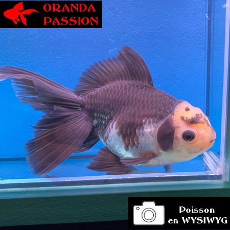 VOILE DE CHINE ORANDA 14-16 cm WYSIWYG PANDA 05