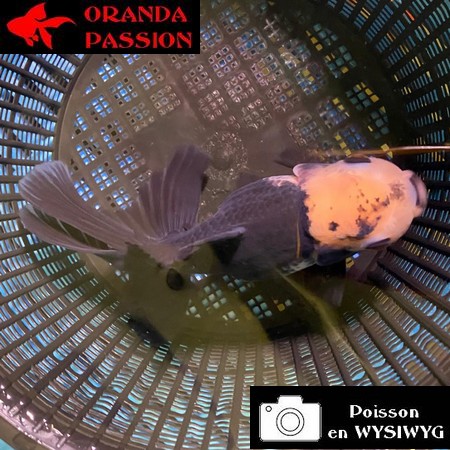 VOILE DE CHINE ORANDA 14-16 cm WYSIWYG PANDA 05BIS