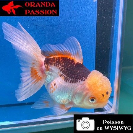 VOILE DE CHINE ORANDA 14-16 cm WYSIWYG TRICOLORE 06