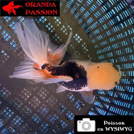 VOILE DE CHINE ORANDA 14-16 cm WYSIWYG TRICOLORE 06BIS