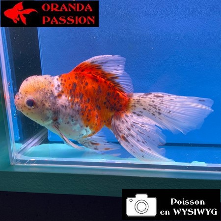 VOILE DE CHINE ORANDA 14-16 cm WYSIWYG CALICO 07