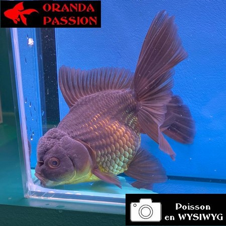 VOILE DE CHINE ORANDA 14-16 cm WYSIWYG NOIR 08