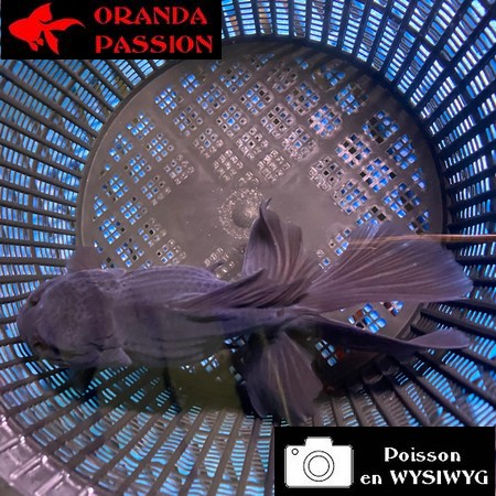 VOILE DE CHINE ORANDA 14-16 cm WYSIWYG NOIR 08BIS