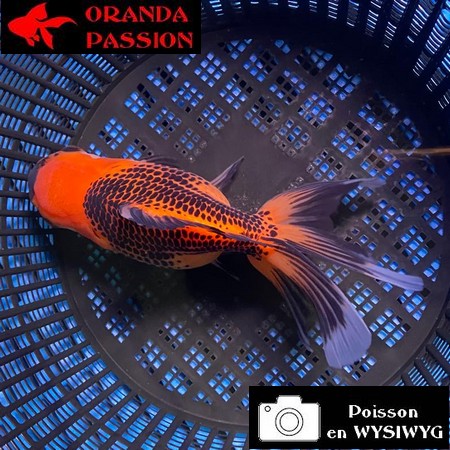 VOILE DE CHINE ORANDA 14-16 cm WYSIWYG ROUGE ET NOIR MATSUBA 09BIS