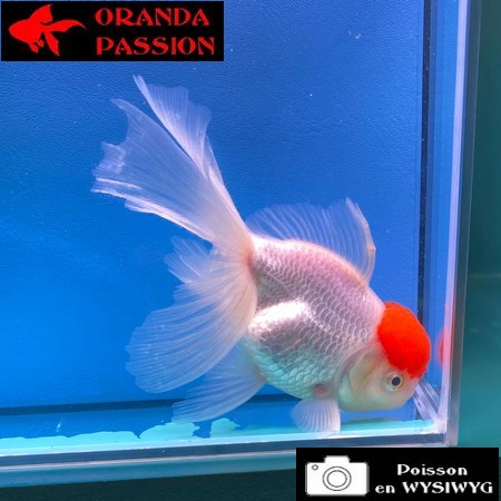 VOILE DE CHINE ORANDA 14-16 cm WYSIWYG RED CAP 10