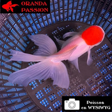 VOILE DE CHINE ORANDA 14-16 cm WYSIWYG RED CAP 10BIS