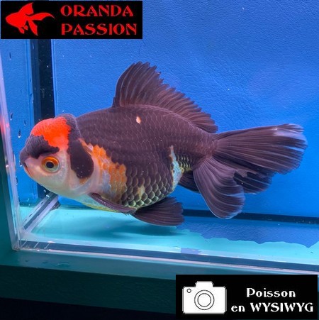 VOILE DE CHINE ORANDA 14-16 cm WYSIWYG BLACK TANCHO 11