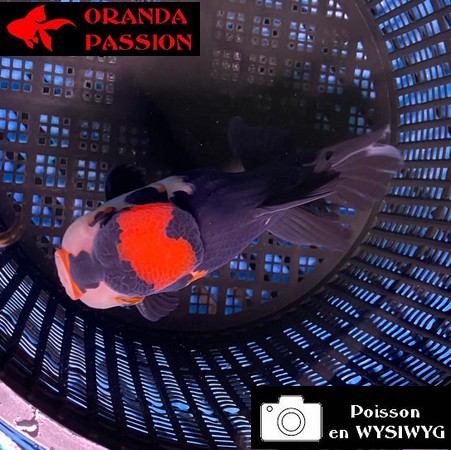 VOILE DE CHINE ORANDA 14-16 cm WYSIWYG BLACK TANCHO 11BIS