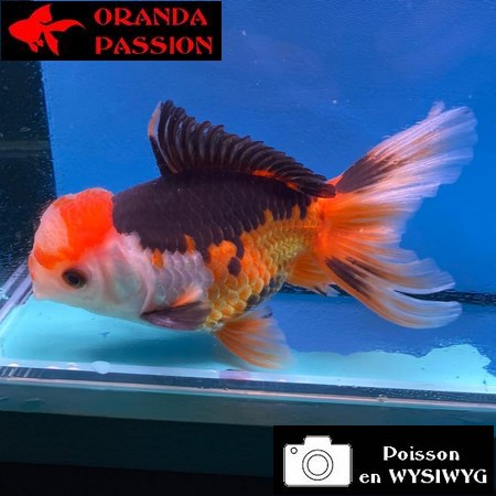 VOILE DE CHINE ORANDA 14-16 cm WYSIWYG TRICOLORE 12