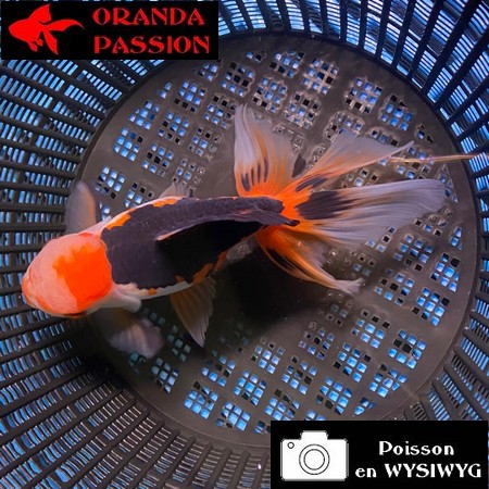 VOILE DE CHINE ORANDA 14-16 cm WYSIWYG TRICOLORE 12BIS