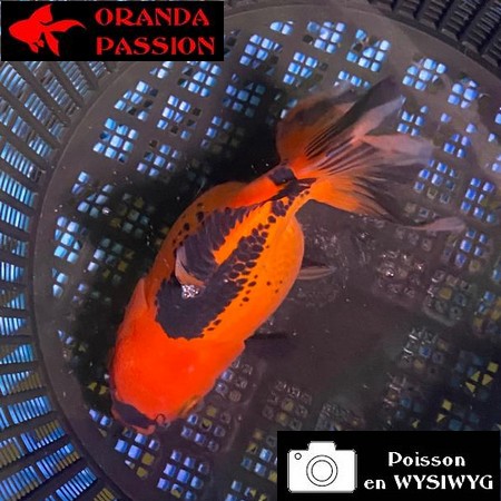 VOILE DE CHINE ORANDA 12-14 cm WYSIWYG ROUGE ET NOIR 53BIS