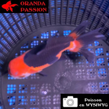 VOILE DE CHINE ORANDA 12-14 cm WYSIWYG TRICOLORE TANCHO 61BIS