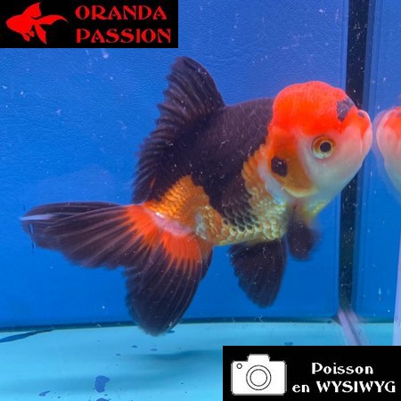 VOILE DE CHINE ORANDA 12-14 cm WYSIWYG TRICOLORE TANCHO 61