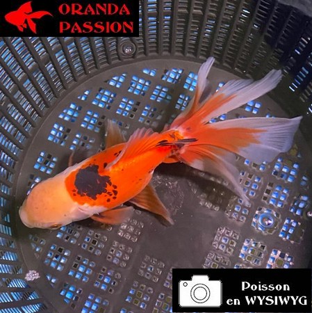 VOILE DE CHINE ORANDA 12-14 cm WYSIWYG TRICOLORE ROUGE 58BIS