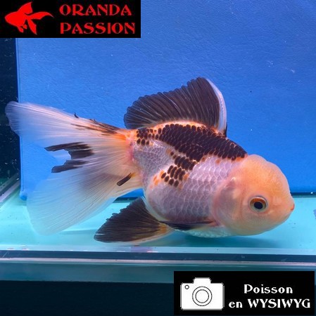 VOILE DE CHINE ORANDA 12-14 cm WYSIWYG PANDA 56