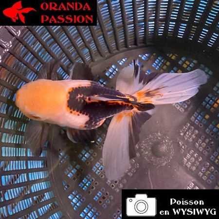 VOILE DE CHINE ORANDA 12-14 cm WYSIWYG PANDA 56BIS