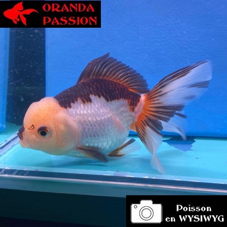 VOILE DE CHINE ORANDA 12-14 cm WYSIWYG PANDA 55