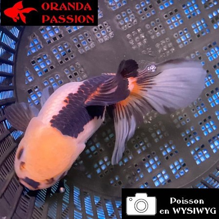 VOILE DE CHINE ORANDA 12-14 cm WYSIWYG PANDA 55BIS