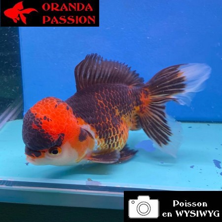 VOILE DE CHINE ORANDA 12-14 cm WYSIWYG ROUGE ET NOIR TANCHO 66