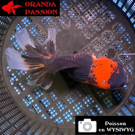 VOILE DE CHINE ORANDA 12-14 cm WYSIWYG ROUGE ET NOIR TANCHO 66BIS