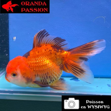 VOILE DE CHINE ORANDA 12-14 cm WYSIWYG ROUGE ET NOIR 65