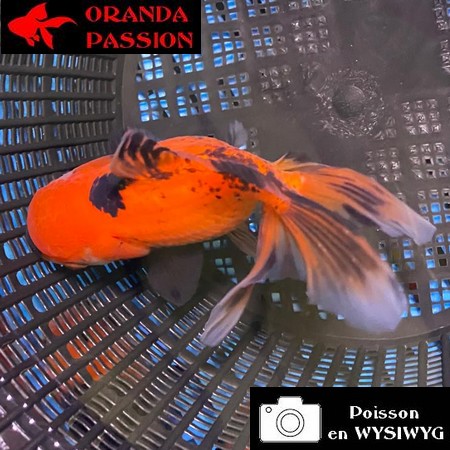 VOILE DE CHINE ORANDA 12-14 cm WYSIWYG ROUGE ET NOIR 65BIS