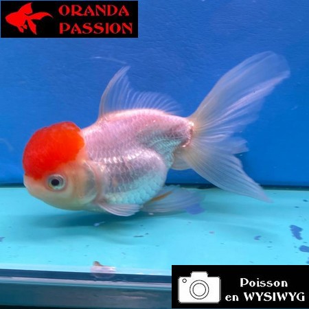 VOILE DE CHINE ORANDA 12-14 cm WYSIWYG RED CAP 72
