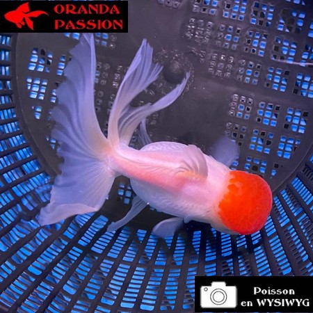 VOILE DE CHINE ORANDA 12-14 cm WYSIWYG RED CAP 72BIS