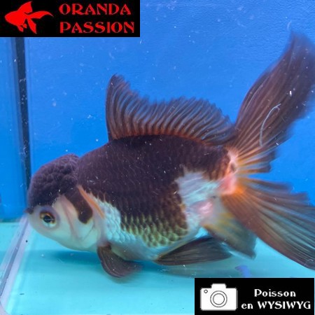 VOILE DE CHINE ORANDA 12-14 cm WYSIWYG PANDA 71