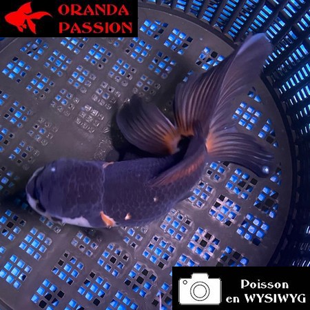 VOILE DE CHINE ORANDA 12-14 cm WYSIWYG PANDA 71BIS