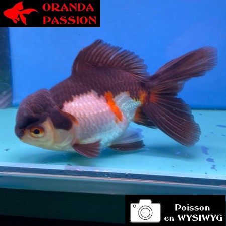 VOILE DE CHINE ORANDA 12-14 cm WYSIWYG PANDA 68