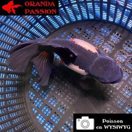 VOILE DE CHINE ORANDA 12-14 cm WYSIWYG PANDA 68BIS